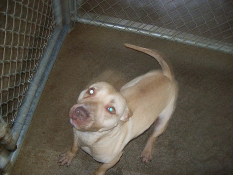 Other Photos of thie Dog