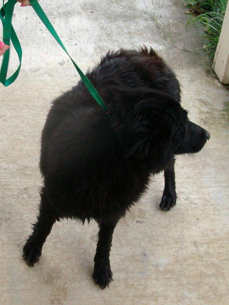 Other Photos of thie Dog