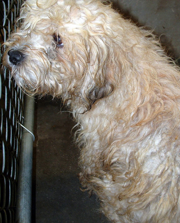 Other Photos of thie Dog