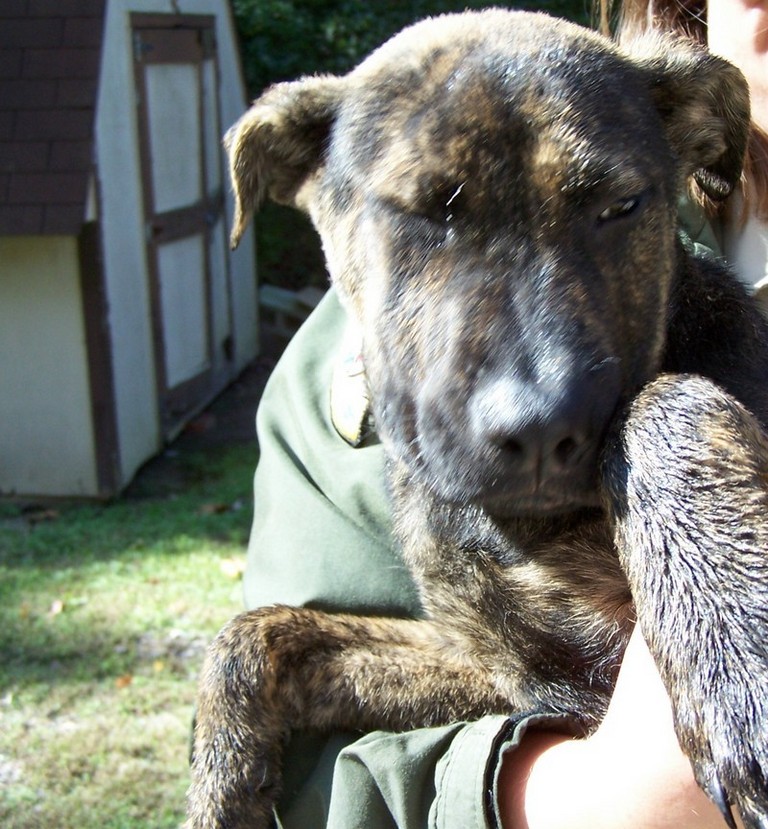 Other Photos of thie Dog