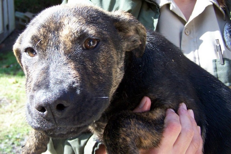 Other Photos of thie Dog