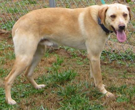Other Photos of thie Dog