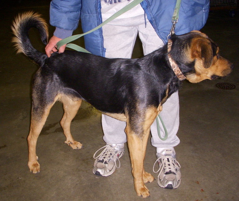 Other Photos of thie Dog