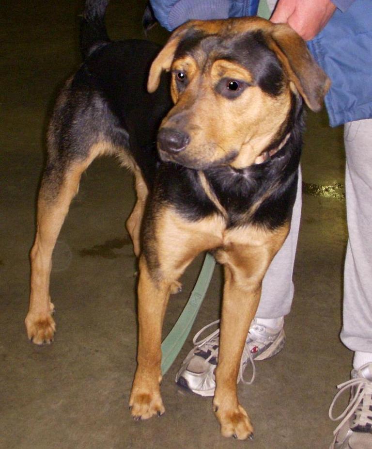 Other Photos of thie Dog