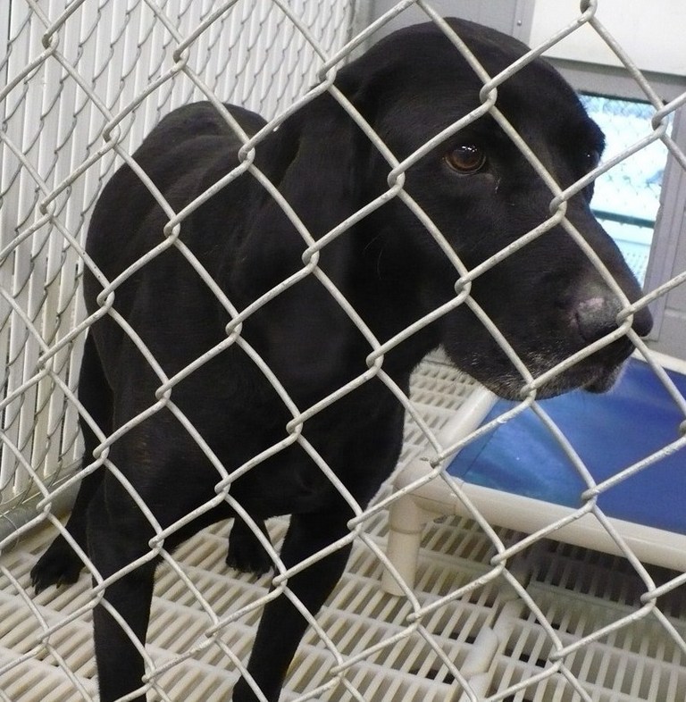 Other Photos of thie Dog