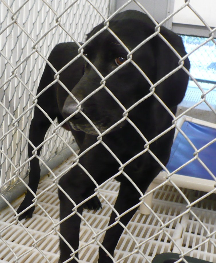 Other Photos of thie Dog