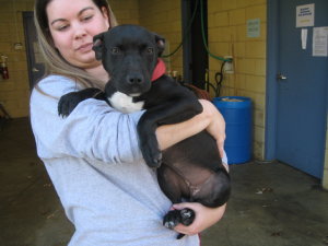 Main Photo of this Dog