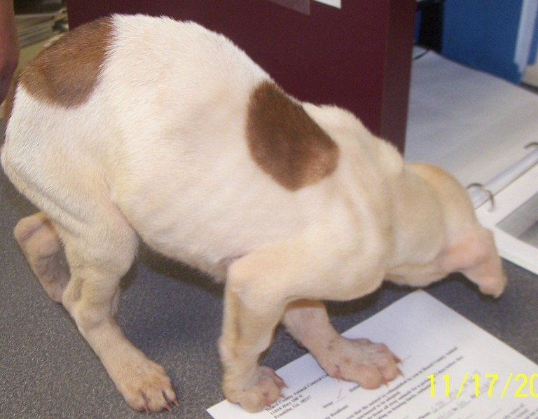 Other Photos of thie Dog