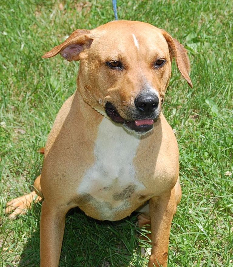 Other Photos of thie Dog