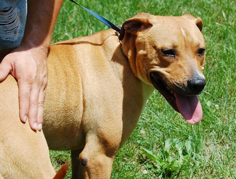 Other Photos of thie Dog