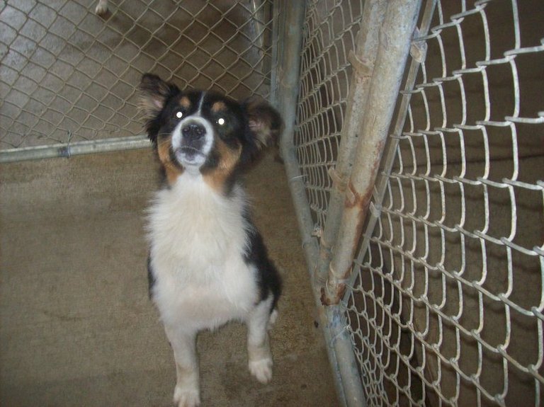 Other Photos of thie Dog