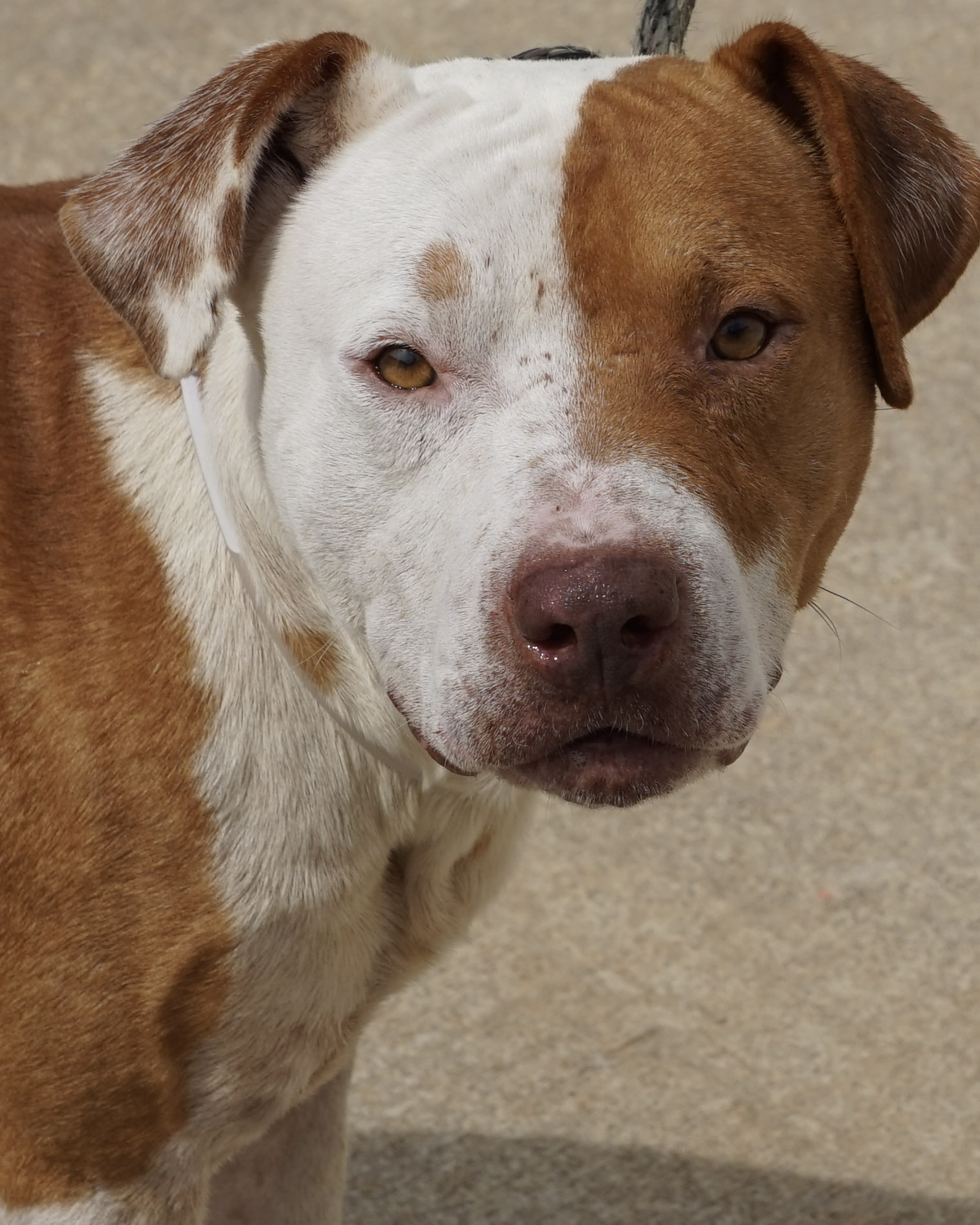 Other Photos of thie Dog