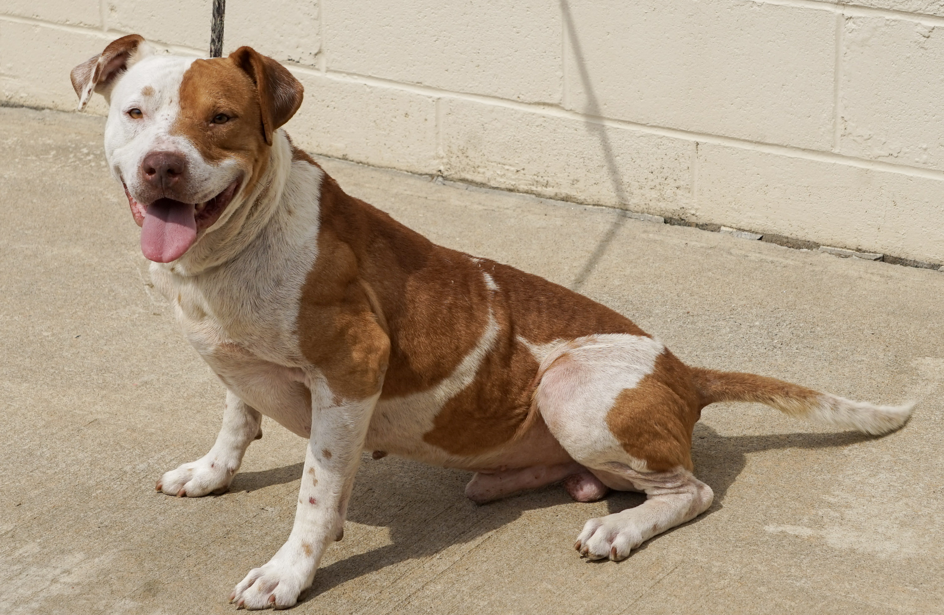 Other Photos of thie Dog