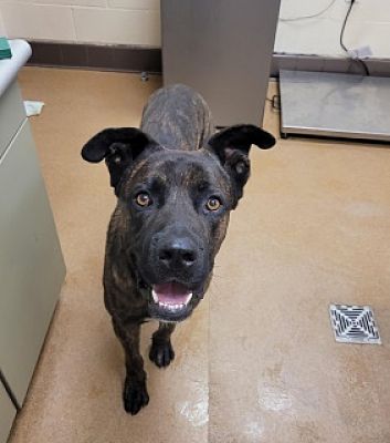 Main Photo of this Dog