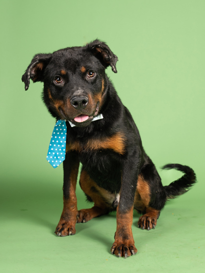 Main Photo of this Dog