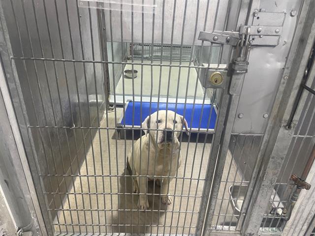Other Photos of thie Dog