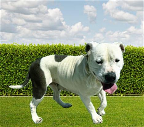 Other Photos of thie Dog