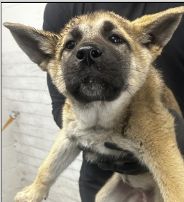 Main Photo of this Dog