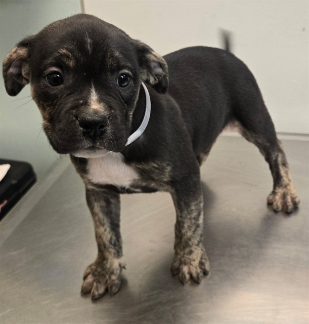 Eloise, a English Bulldog, available for adoption