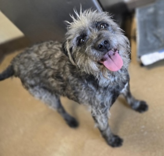 Milly, a Terrier (mix breed), available for adoption