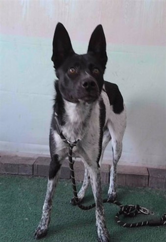 Iris, a Australian Cattle Dog/Blue Heeler, available for adoption