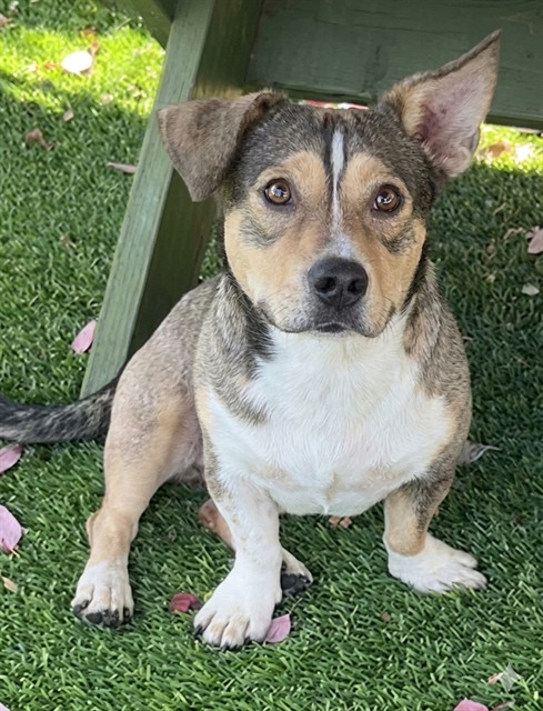 Chato, a Pug, available for adoption