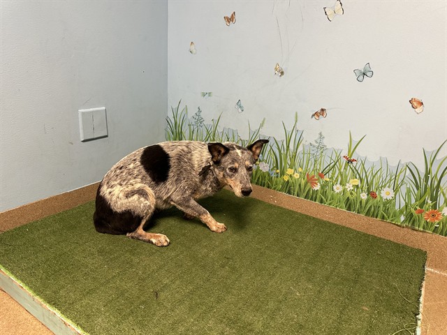 Spikes, a Australian Cattle Dog/Blue Heeler, available for adoption