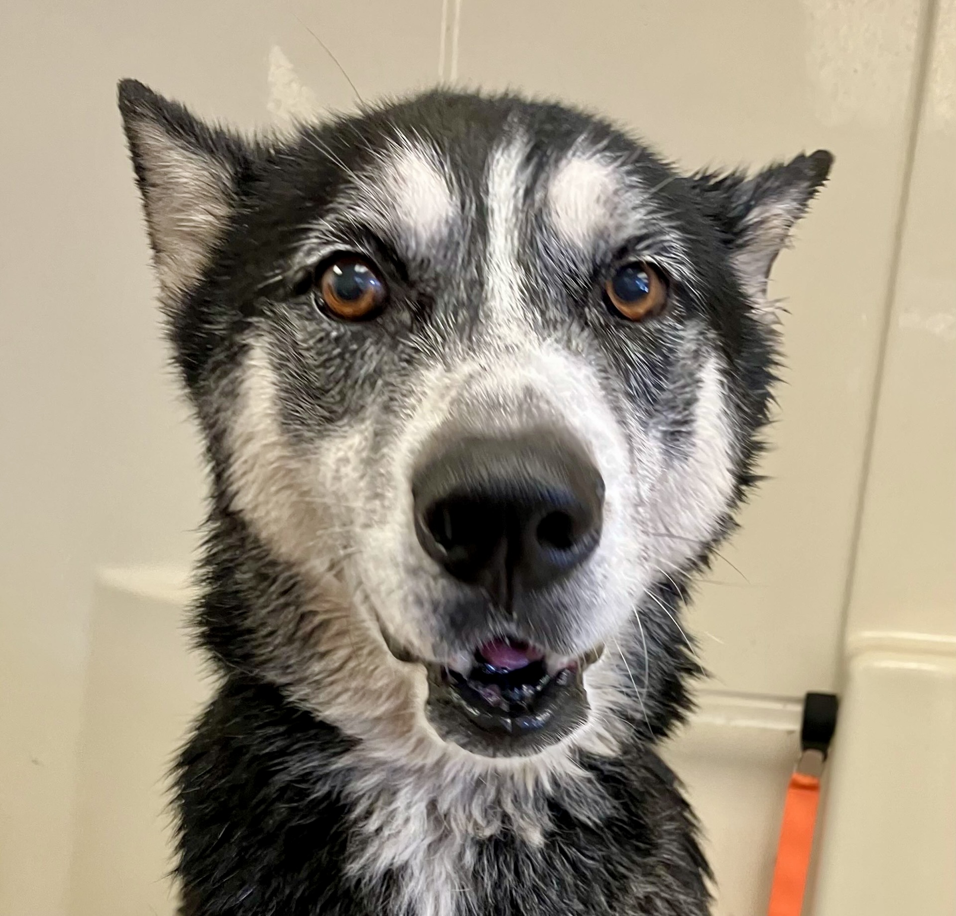Adoptable pet photo