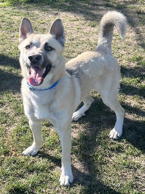 Amigo, a Akita (mix breed), available for adoption