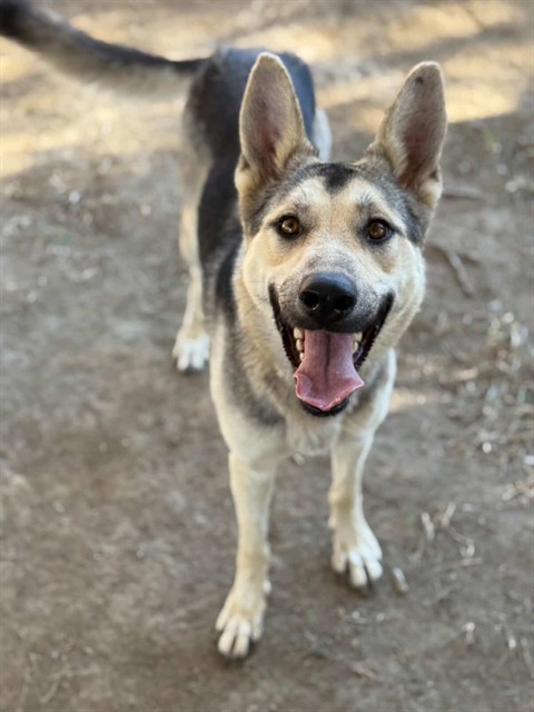 Luna, a German Shepherd (mix breed), available for adoption