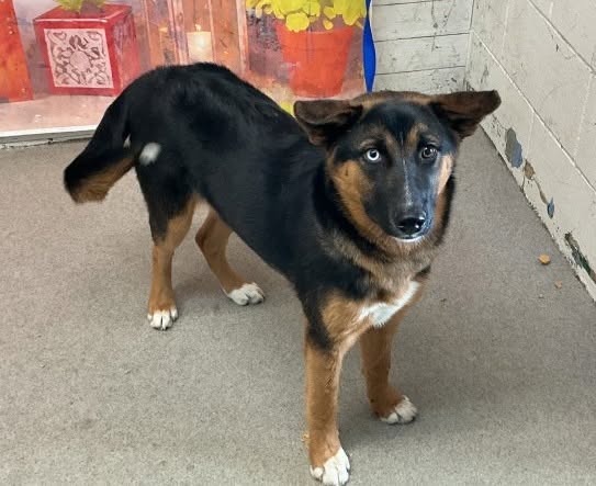 Nyla, a German Shepherd (mix breed), available for adoption