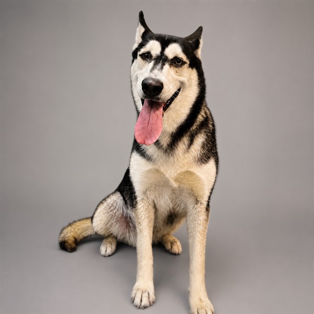 Sidney, a Siberian Husky, available for adoption