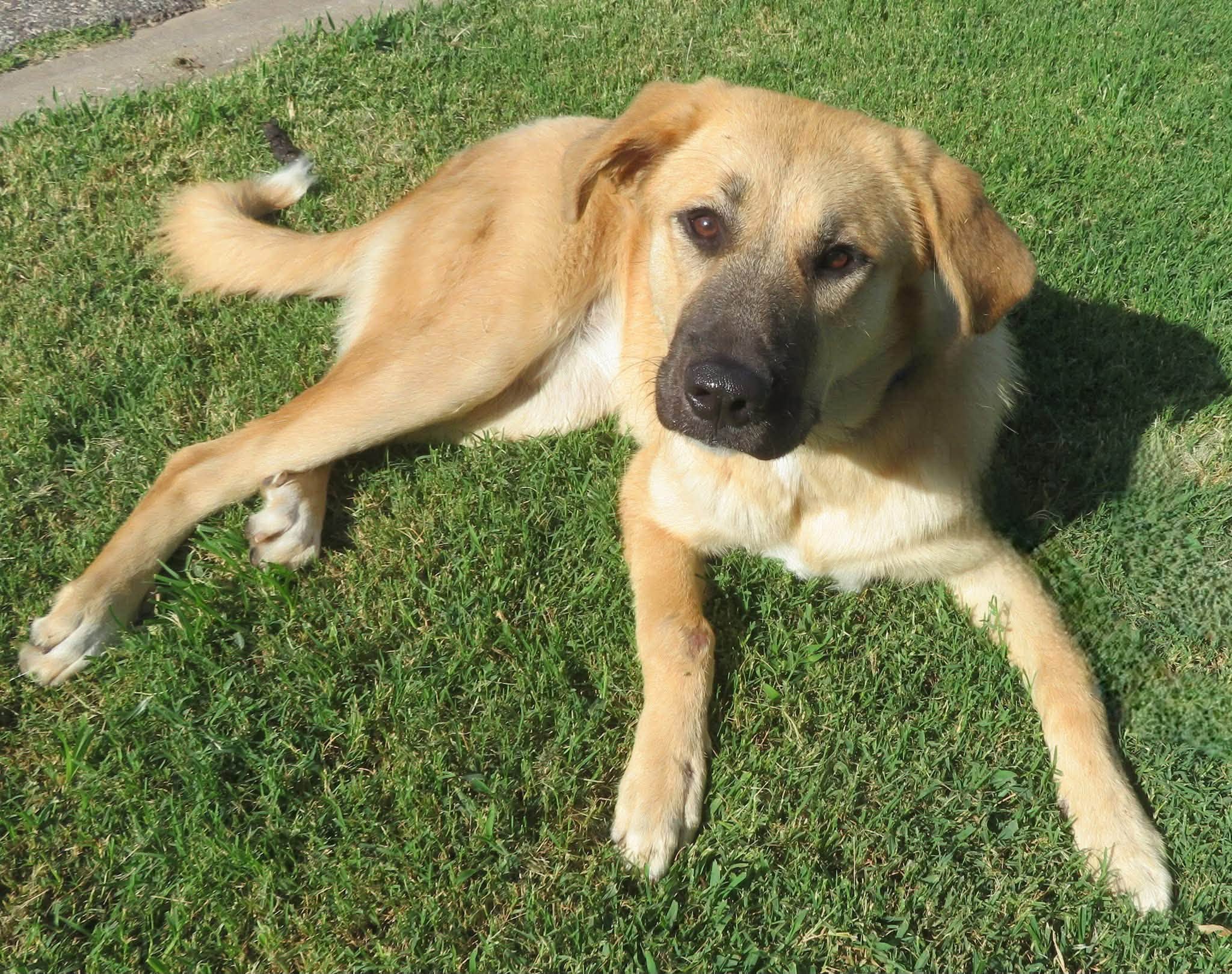Bailey, a Anatolian Shepherd, available for adoption