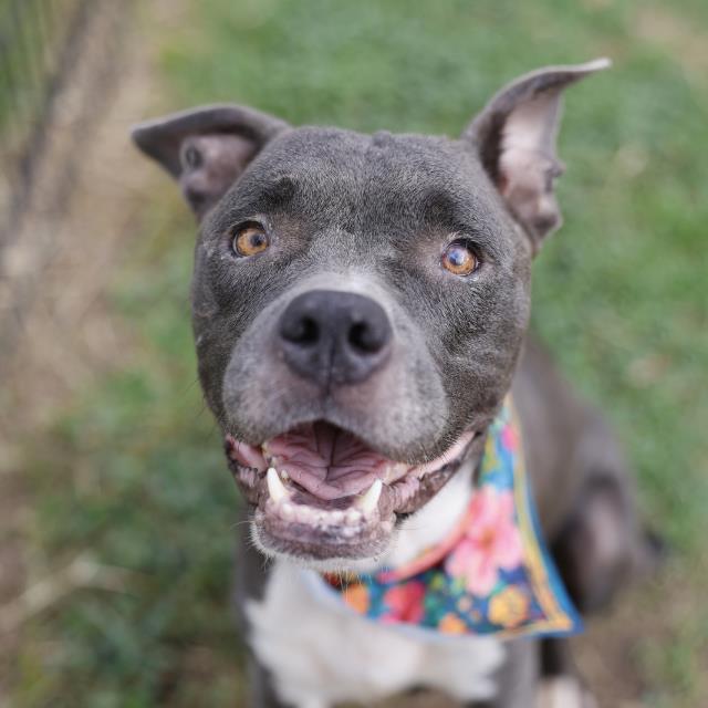 Persephone, a American Staffordshire Terrier (mix breed), available for adoption