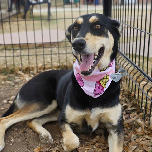 Freya, a Husky (mix breed), available for adoption