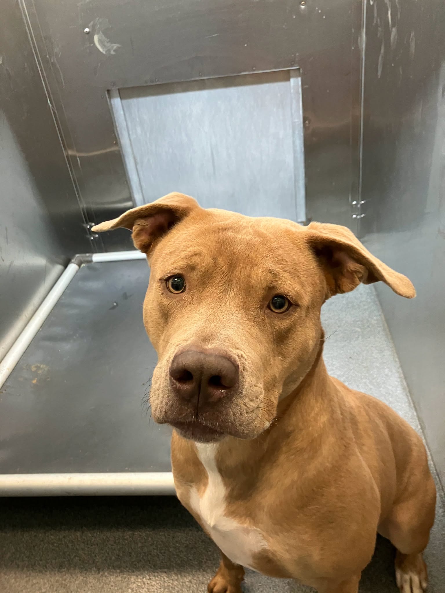 Dawny, a Pit Bull Terrier, available for adoption