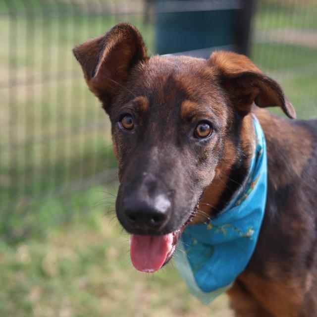 Stone, a Shepherd (mix breed), available for adoption