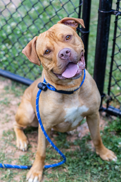 Pudsey, a Pit Bull Terrier (mix breed), available for adoption