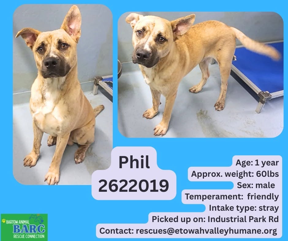 Adoptable pet photo