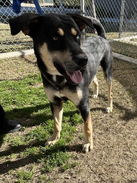 Adoptable pet photo