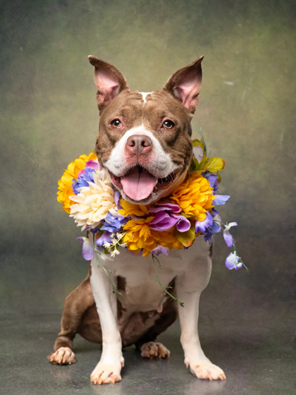 Adoptable pet photo
