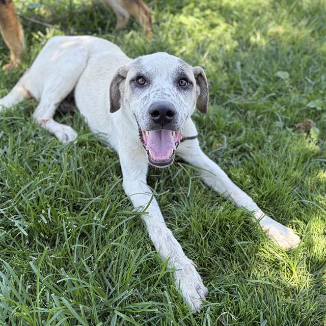 Adoptable pet photo