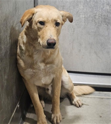 Adoptable pet photo