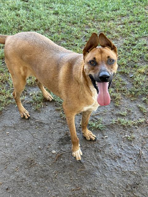 Adoptable pet photo