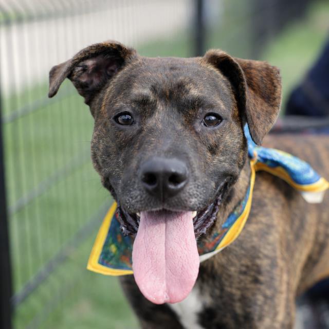 Pit Bull Terrier (mix breed) available for adoption