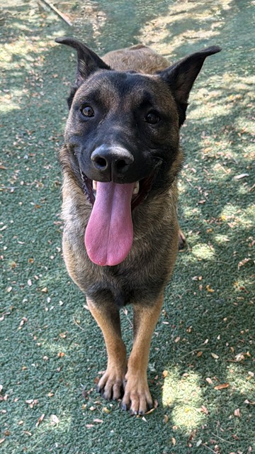 Chase, a Belgian Shepherd Malinois, available for adoption