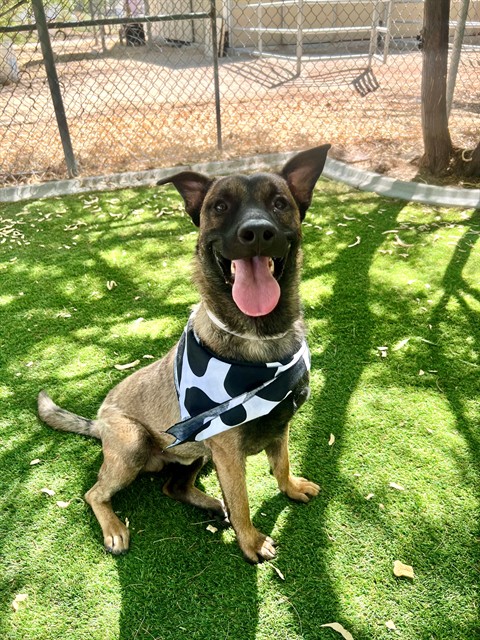Chase, a Belgian Shepherd Malinois, available for adoption