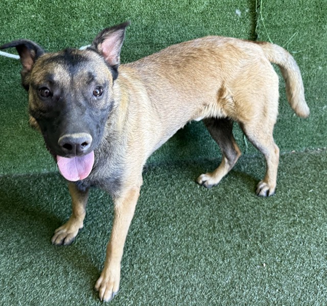 Adoptable pet photo