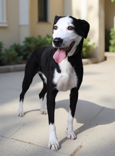 Adoptable pet photo