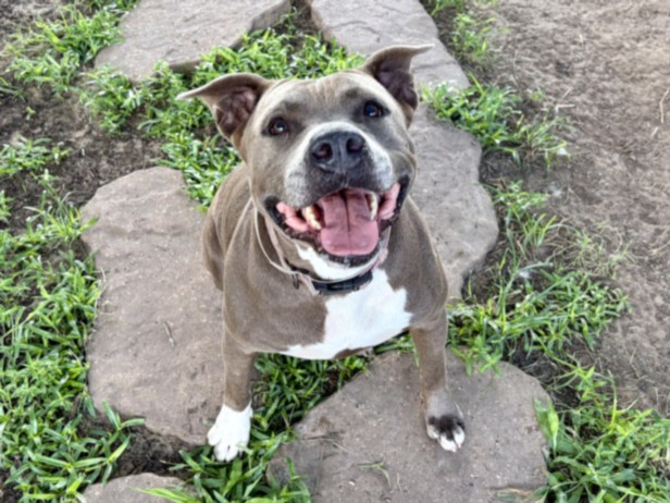 Adoptable pet photo